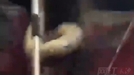 A snake slithered out from a resident’s ceiling overseas—just as people were about to catch it, the 