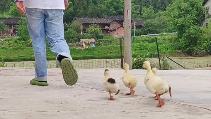 养鹅之后，我的生活发生了巨大的变化！