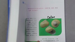 让我们看看，盗图的人会有多大胆