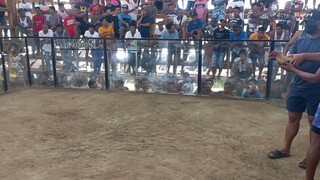 2x winner bulik winning line