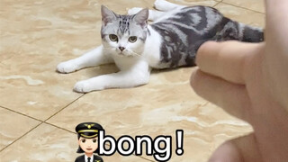 คุณเคยเห็นลูกแมวที่เอาใจเจ้าของแบบนี้ไหม?!