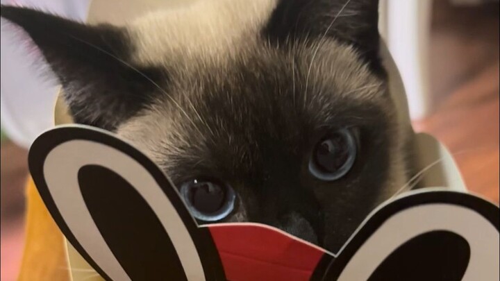 Boss's nest is a muddy Golden Arch meow!