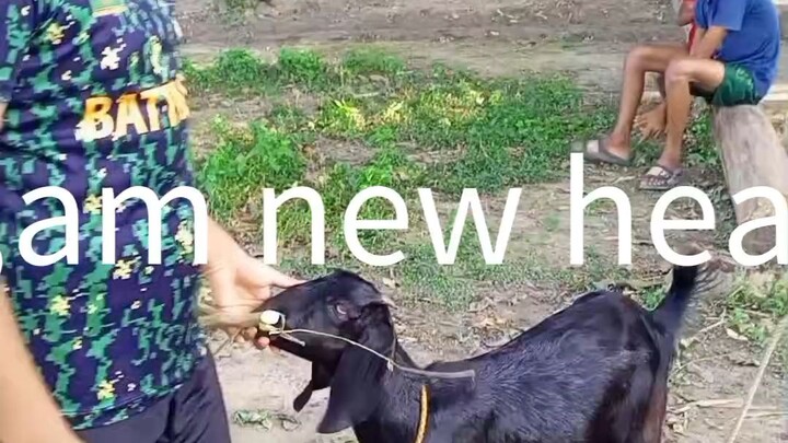 funny, bay mini boy video, 😝 #funny#comede#bilibili#