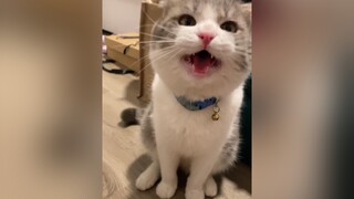 Sài Gòn hôm nay mưa dường như có ai đang meow đòi ăn cat catsoftiktok cutecat fyp