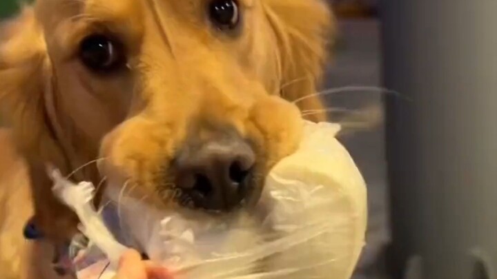 The dog insists on holding its steamed bun itself, all because the owner once secretly took a bite o