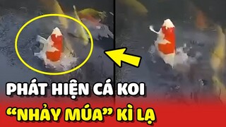 Phát hiện em cá Koi NHẢY MÚA kì lạ trong bể 😲 | Yêu Lu
