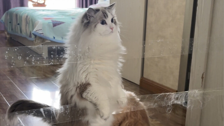 Cat high-jump challenge, calling for battle!