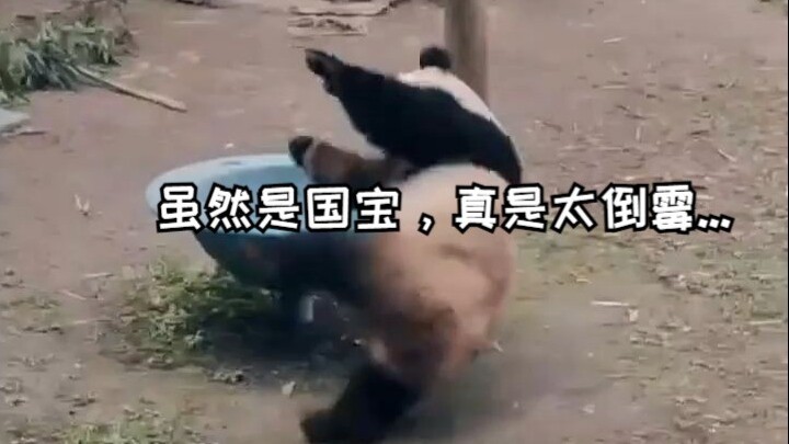 Meskipun dia harta nasional, ini sungguh sial. Ini hari yang buruk untuk Liangyue 😂