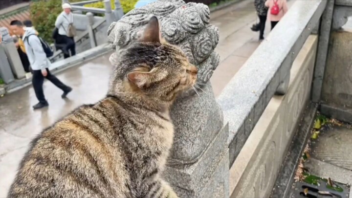 Si kucing kecil yang tiba-tiba muncul di layar, sentuhan jiwa yang tak bisa diungkapkan dengan kata-