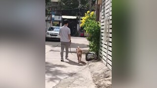 Reply to  nhất định phải ra ngoài🤣dog chó chó_cưng chókhôn dogtrain dogtrainingtricks dogtricks dogtrainer dogtrainertips