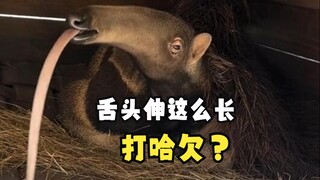 据说完这个视频的人都在打哈欠！