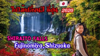 ขับรถเที่ยวญี่ปุ่น | น้ำตกชิราอิโตะ จ.ชิซูโอกะ Shiraito Falls ,Fujinomiya,Shizuoka