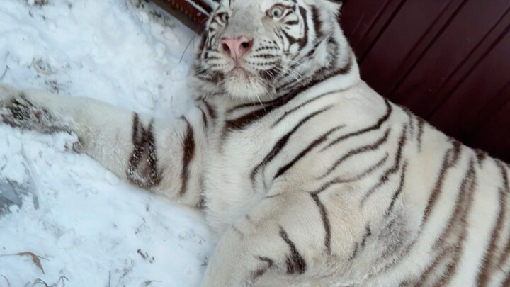 🦓: Mom, I wanna hit the road and roam!