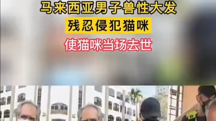 ชายชาวมาเลเซียคลุ้มคลั่งดิบเถื่อน ล่วงละเมิดแมวจนเสียชีวิต