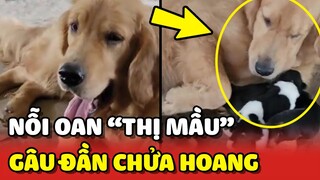 Nàng Gâu Đần với nỗi oan mang tên "OAN THỊ MẦU" 😂 | Yêu Lu