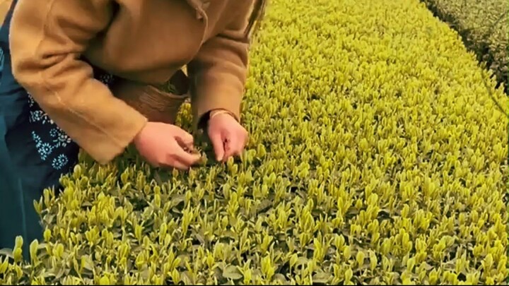 Why Machines Can’t Easily Pick Tea Leaves!