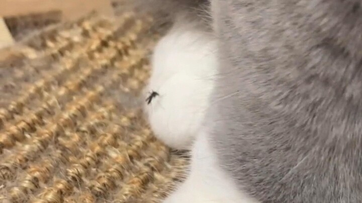 Nyamuk: Sial banget, seharian gak nemu makan malah ketemu makhluk ini!