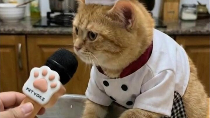 Why is the kitten washing rice?