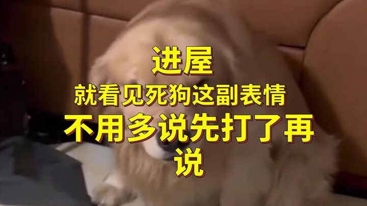 As soon as I stepped inside, I saw the dead dog with this expression. No need to think twice—just be