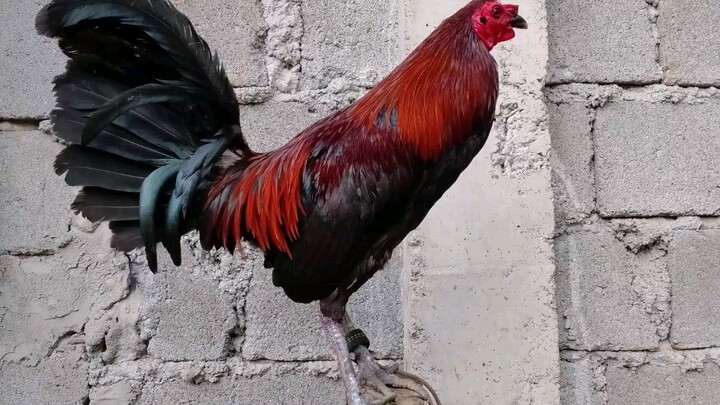 The loser last June. now broadcock ko na.🤣. offspring into hatch this coming Sept 3.