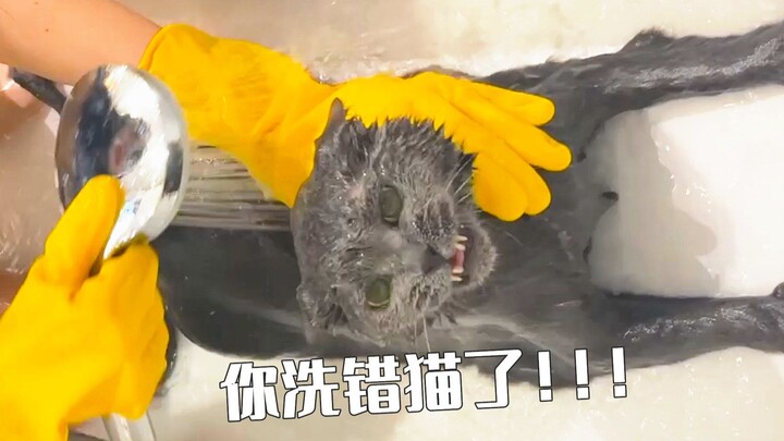 หมดแล้ว ฉันเหมือนจะล้างแมวผิดอีกแล้ว!!!