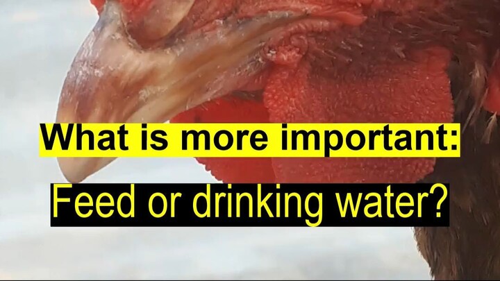 What is important for your chicken: Feed or drinking water?