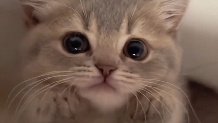 “Cute little cat—tag the cutest person to take a look!”