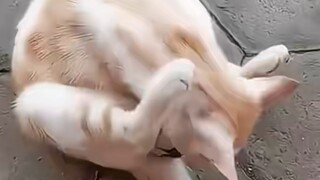 أعتقد الآن أن الجميع يفهمون لماذا تكره القطط الكلاب.