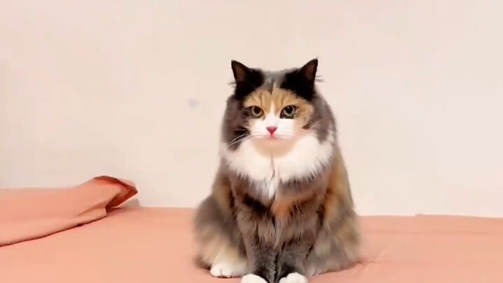Semua orang bilang kucing tiga warna adalah ratu kecantikan di dunia kucing, dan hari ini buktinya s