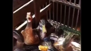 Which animals are ikun?