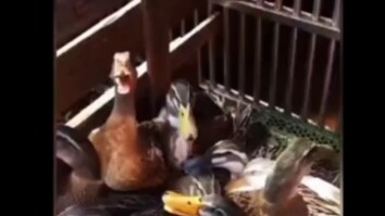 Which animals are ikun?