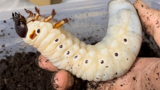 แถมยังแปลงร่างได้อีกต่างหาก