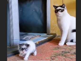 Ctrl+C, Ctrl+V