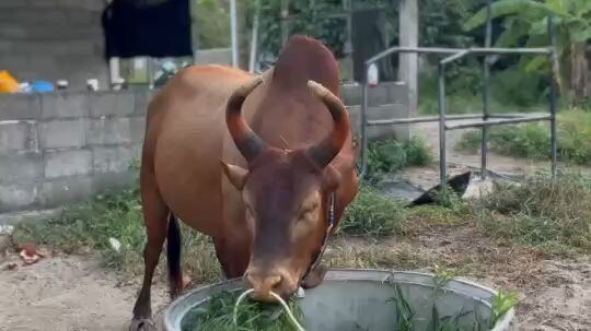 ลันดางามนาตยา(ลูกซอง)