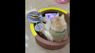 โสดน่ะเป็นกริยา แต่อ่อยอยู่น้า … เป็นการกระทำ