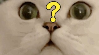 小猫咪：你们有考虑过我的感受吗...？