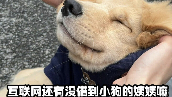 Benar-benar terwujud satu rumah satu anjing! Hewan peliharaan kecil yang menggemaskan di sini mengut