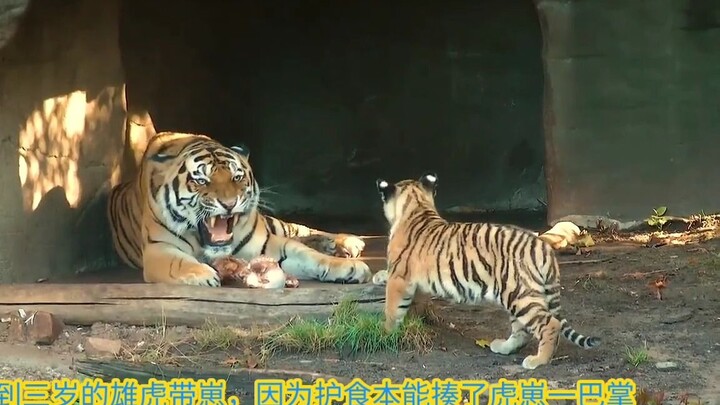 A two-year-old male tiger swats his cub, and the ten-year-old tiger mother quickly rushes over to ch