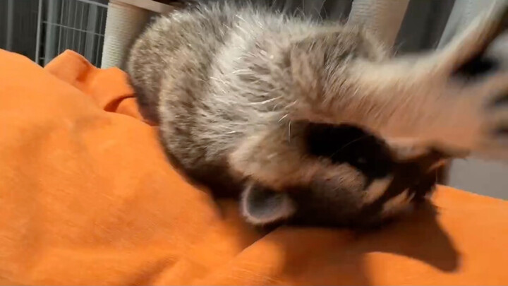 #خطة_انطلاق_الحيوانات_الأليفة_اللطيفة #الراكون_الصغير شياو شياو راكون كبير!