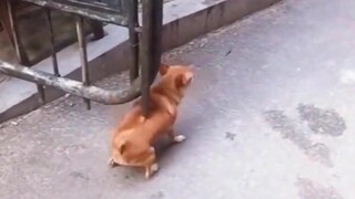 Tingkah Laku Anjing yang Membingungkan, Lucu Sekali