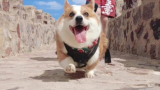 اذهب واحصل على كلب، احصل على كلب لا يُعرّفه الآخرون