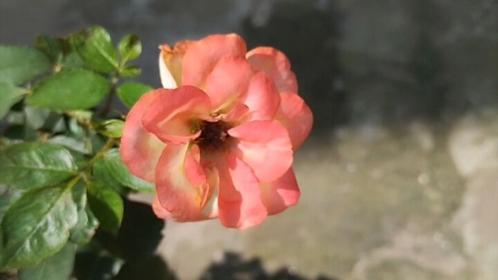 #flower