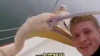 เกลียดนกกระทุงที่ไม่มีขอบเขต