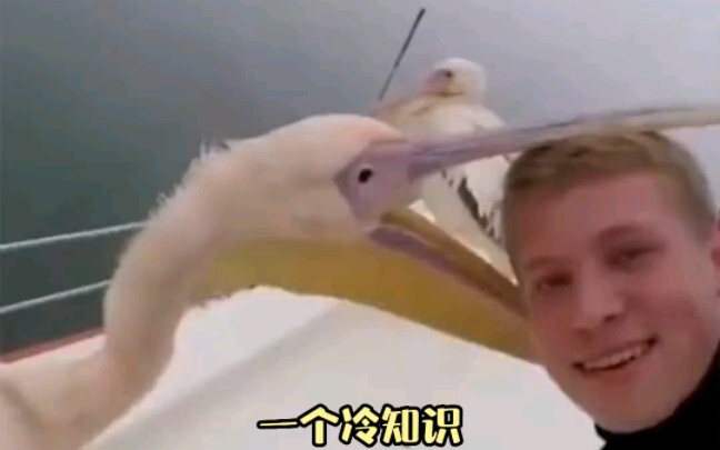 讨厌没有边界感的鹈鹕