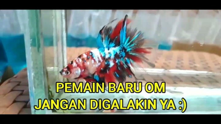 Pemain Baru Dicupang Jangan Digalakin Ya :l