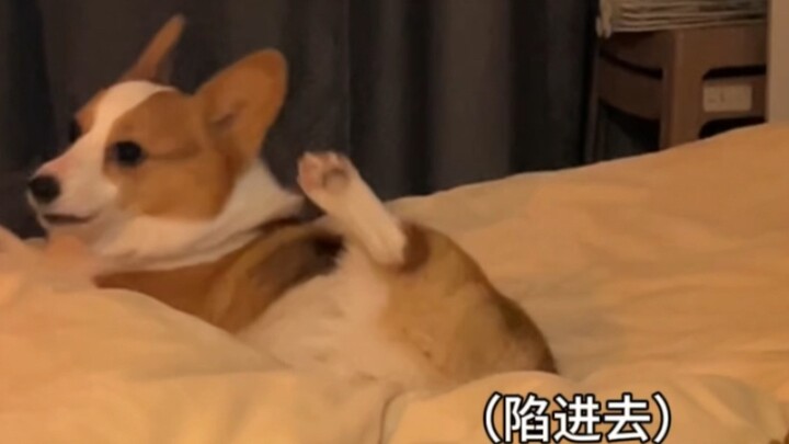 I actually saw embarrassment on the puppy's face