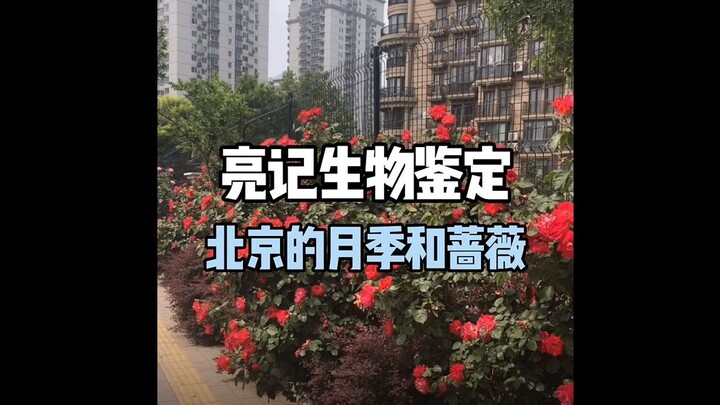 【Penilaian Biologis Liang Ji】Mawar Bulan dan Mawar di Beijing