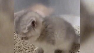 الحيوانات الأليفة اللطيفة أيضًا "مليئة بالحب"