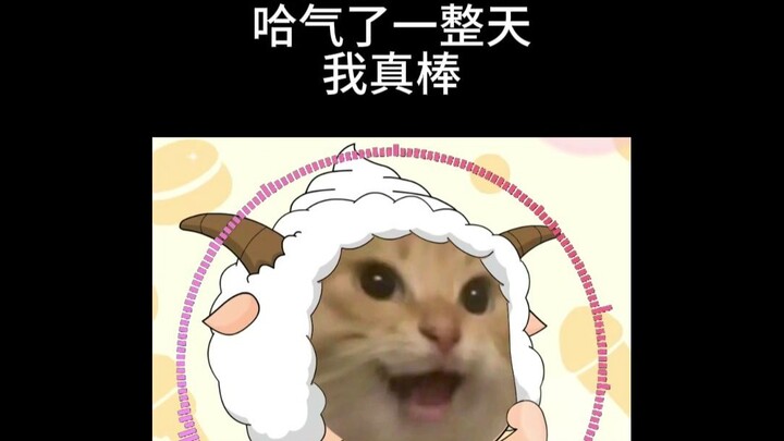 Chú mèo cực kỳ đáng yêu 🐱, làm cả nhà vui hết cả lên!