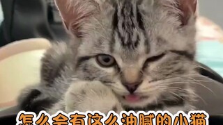 怎么会有这么油腻的小猫